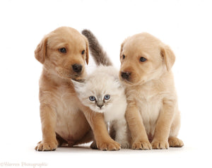 Pets